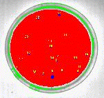 Colony label numbers displayed after object measurements